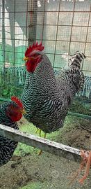 Gallo Amrocks