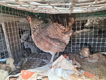 Galline nane con pulcini