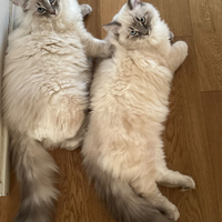 Gatti mix siberiano- ragdoll