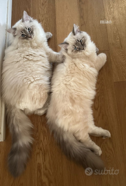 Gatti mix siberiano- ragdoll