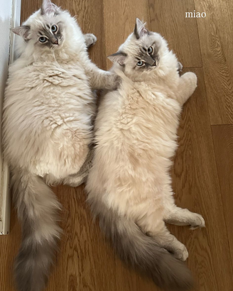 Gatti mix siberiano- ragdoll