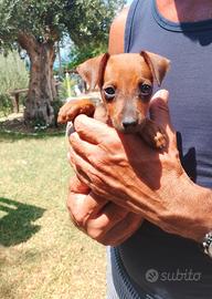 Cucciola di Pinscher