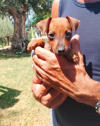 Cucciola di Pinscher