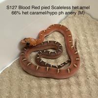 Serpenti del grano baby