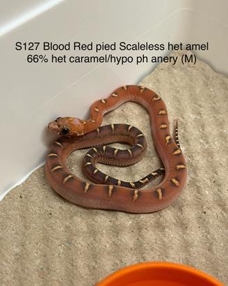 Serpenti del grano baby