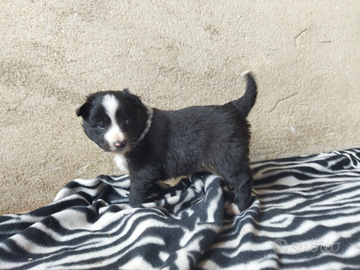 Cuccioli border collie con pastore australiano