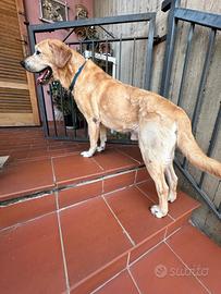 Regalasi labrador adulto