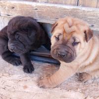 Cuccioli di shar pei