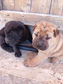 Cuccioli di shar pei