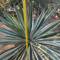 Agave rara in vaso