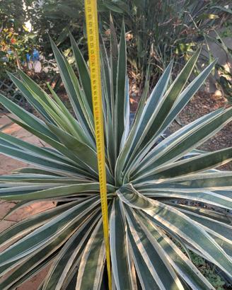 Agave rara in vaso