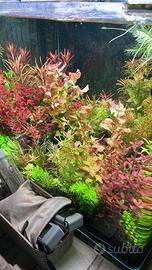 Lotto Potature Piante acquario