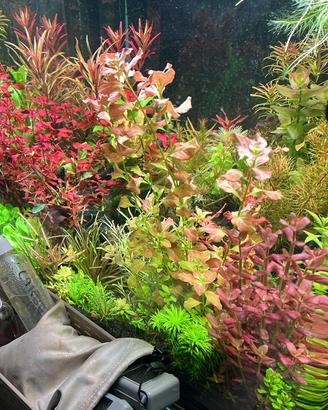 Lotto Potature Piante acquario