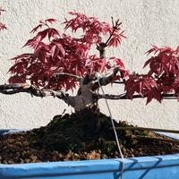 bonsai acero deshojio