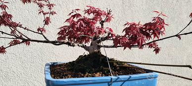 bonsai acero deshojio