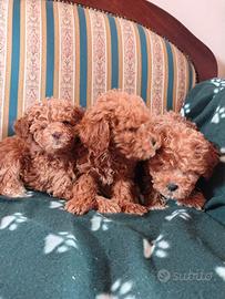 Barboncini Fulvo Toy