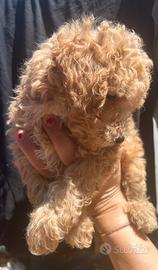 Cucciolo red barboncino toy