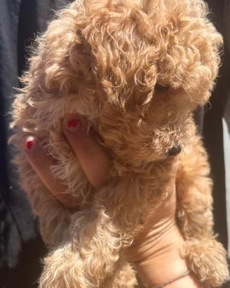 Cucciolo red barboncino toy