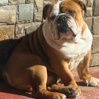 Bulldog inglese disponibile per monta