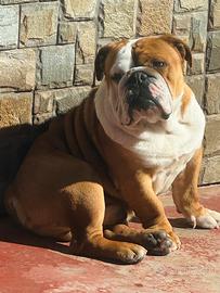 Bulldog inglese disponibile per monta