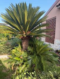 Cycas Revoluta