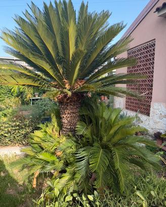 Cycas Revoluta