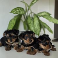 Yorkshire 3 maschietti