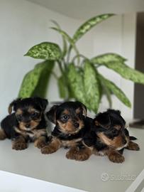 Yorkshire 3 maschietti