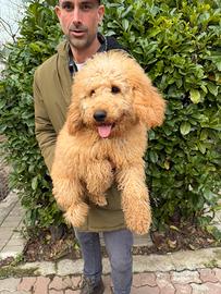 Barbone Media Mole (Barboncino Medio)