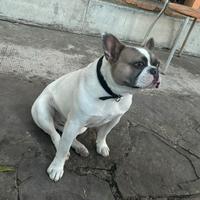 Bulldog francese per monta