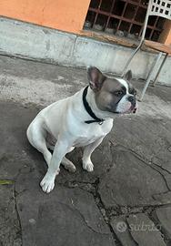 Bulldog francese per monta