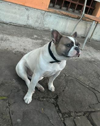 Bulldog francese per monta