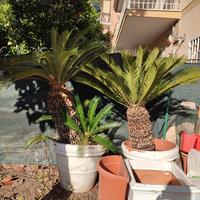 pianta cycas in vaso