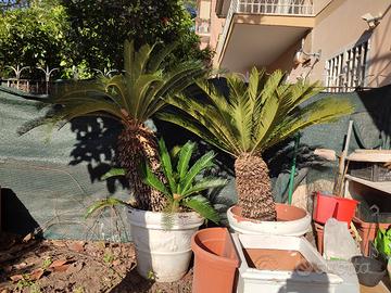 pianta cycas in vaso