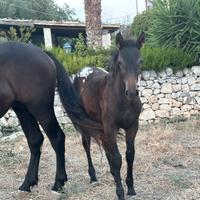 Puledro grossa struttura