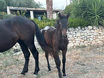 Puledro grossa struttura