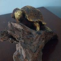 Tartaruga su  un tronco di legno