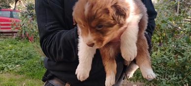 Cuccioli australian shepherd pastore australiano