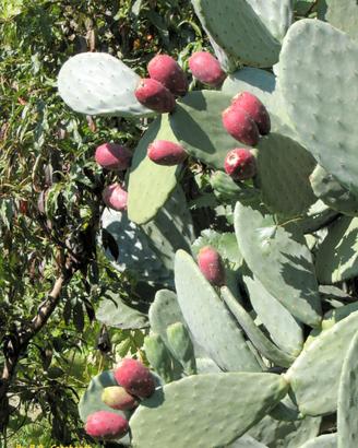 Piante di fichi d india