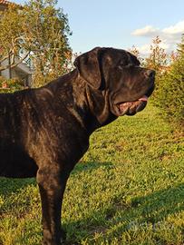 cuccioli di cane corso 