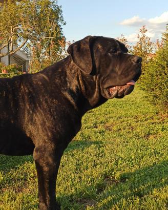 cuccioli di cane corso 