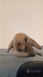 Disponibile cucciolo minilop