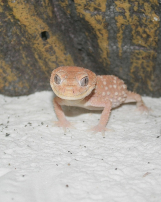 1.0 Nephrurus amyae