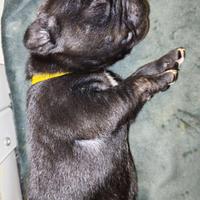 Staffordshire bull terrier