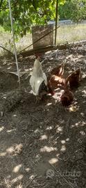 Gallo