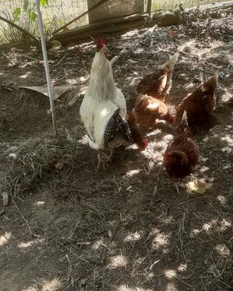 Gallo