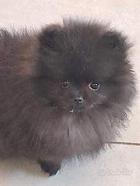 Cuccioli di spitz pomerania