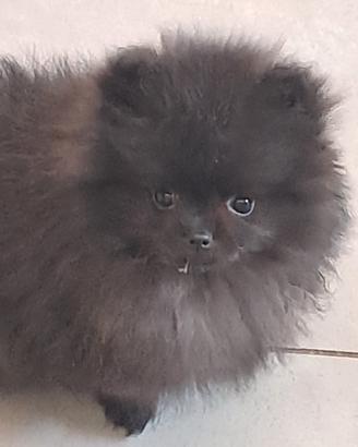 Cuccioli di spitz pomerania