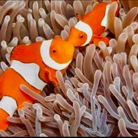 Pesci pagliaccio marini tropicali da allevamento