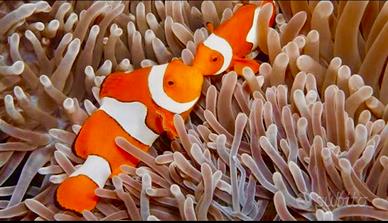 Pesci pagliaccio marini tropicali da allevamento